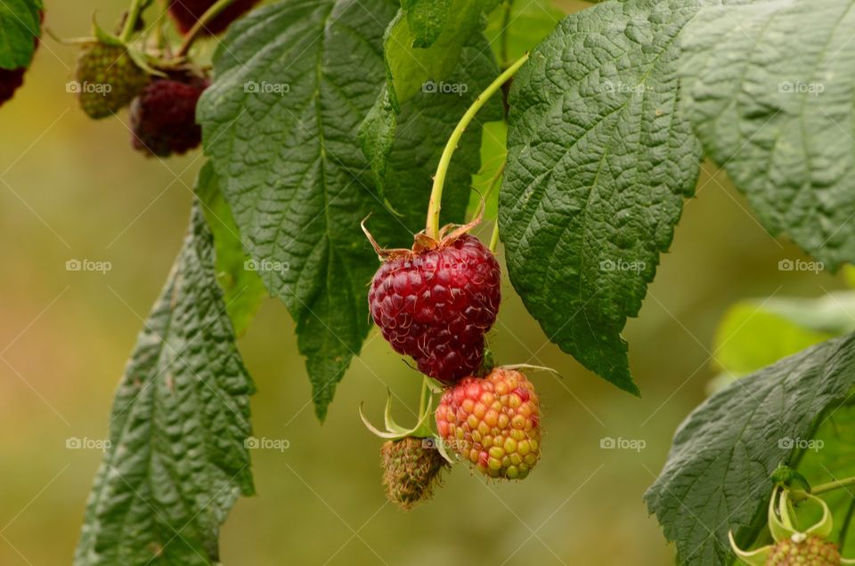 raspberries
