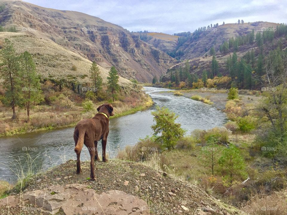 A chocolate lab perched on a rocky outcropping overlooking the beautiful Grand Ronde River in Oregon. 