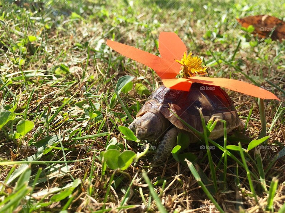 Tortoise fairy