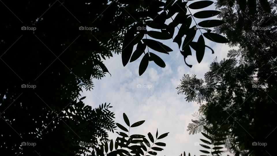 Silhouette of leaves against sky