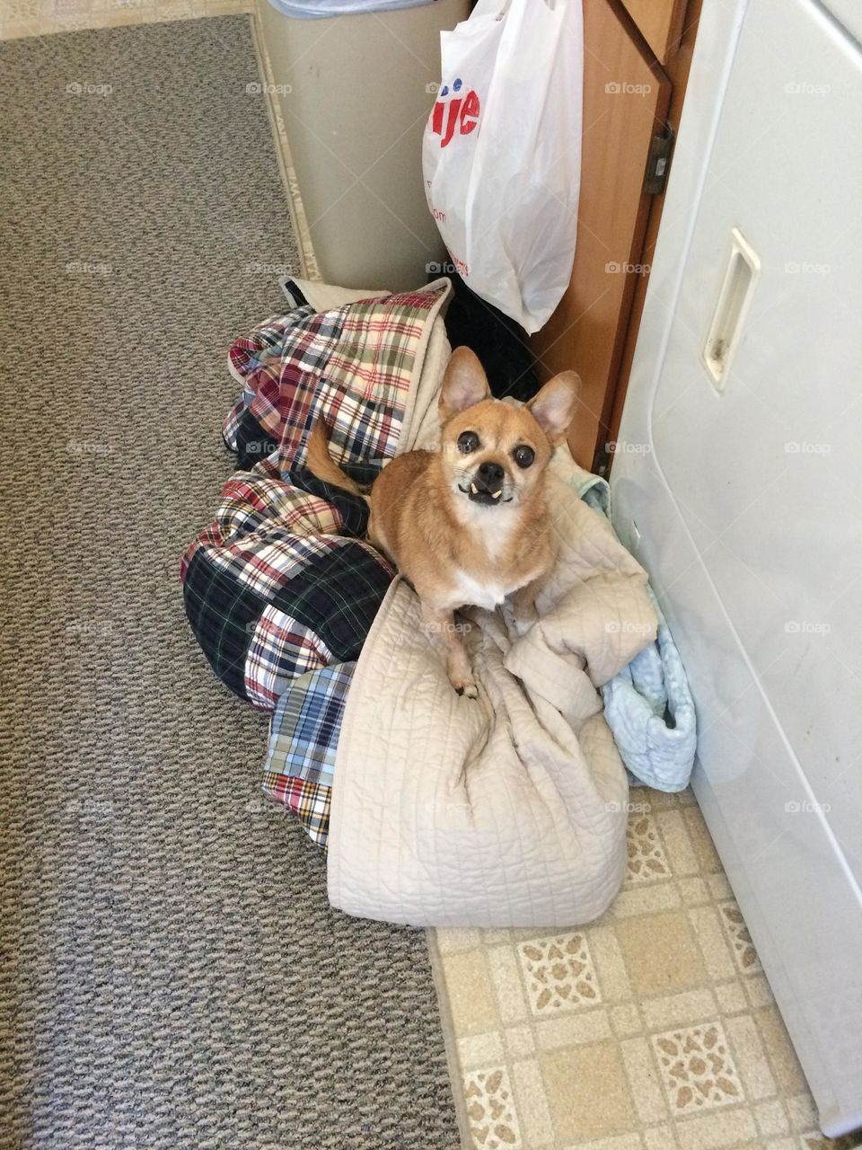 Brown chihuahua underbite toothless 