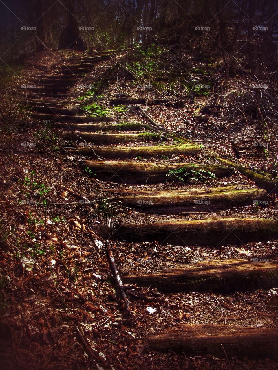 Stairs in the woods