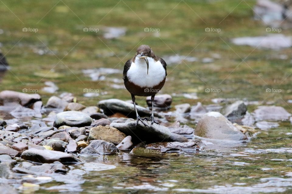 Dipper 