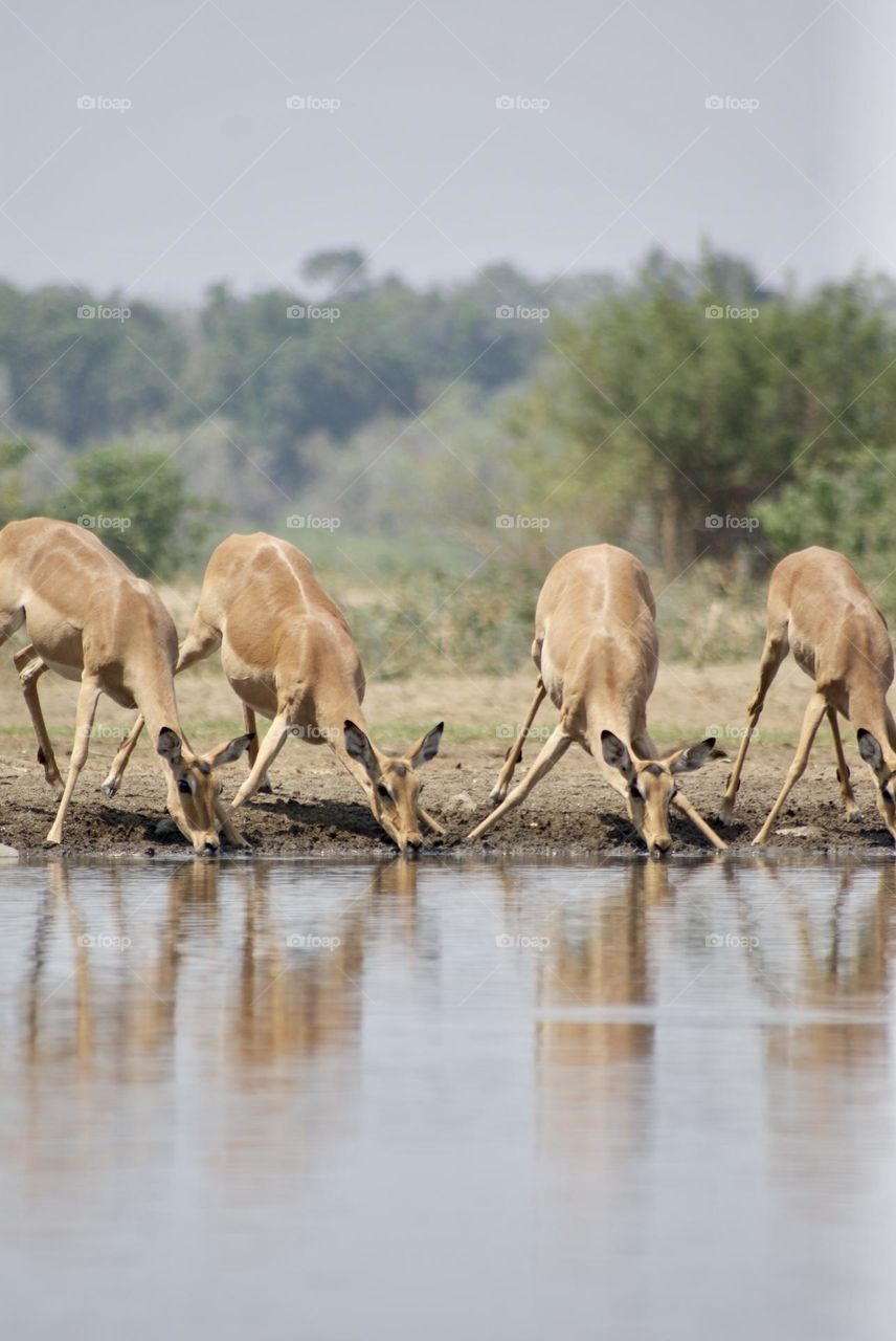 A herd of impala nicely lined up 