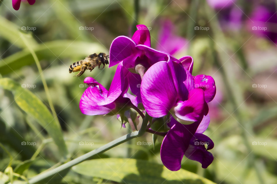 The bee and the flower