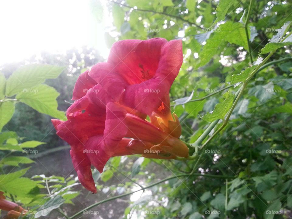 trumpet vine