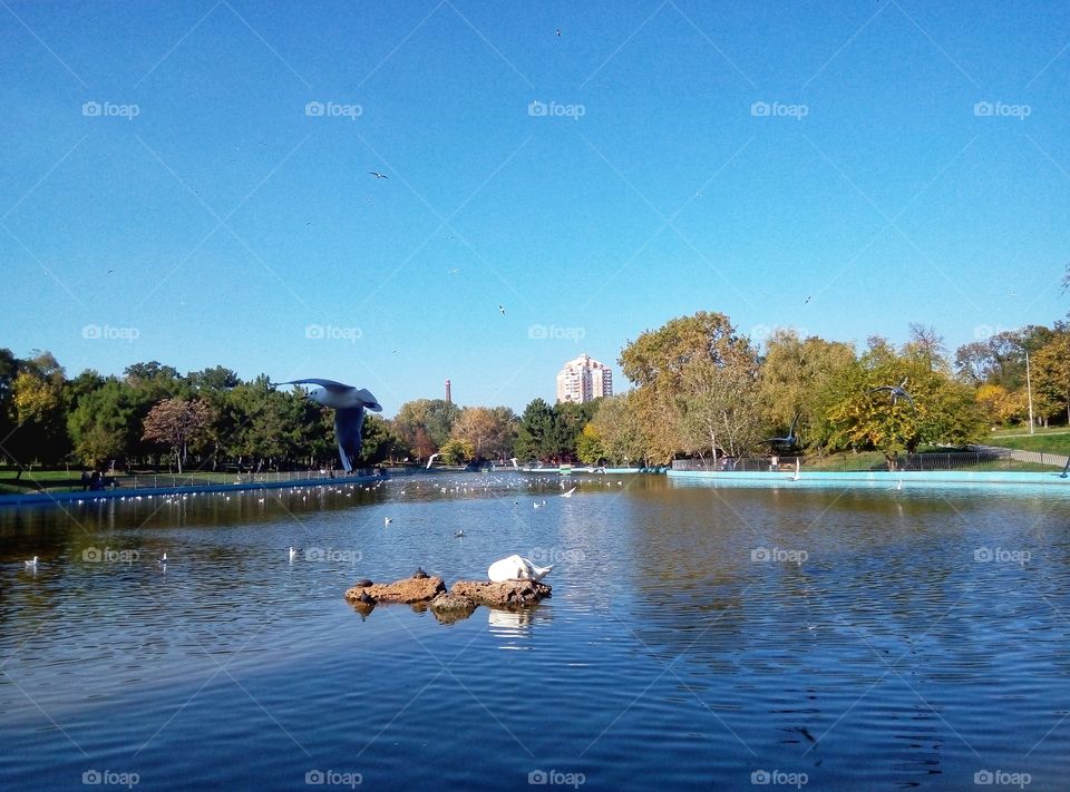 swan and gull on the lake odessa лебедь и чайки на озере