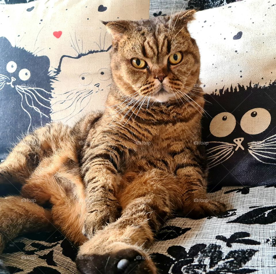 beautiful scottish shorthair fold cat looking seriously at tha camera