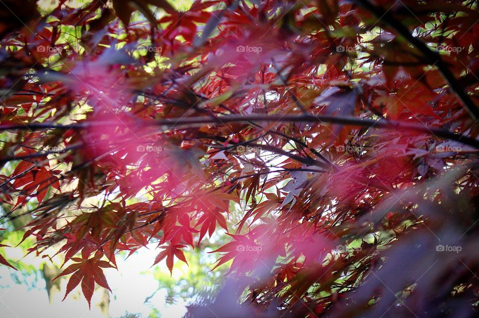 Maple tree with bokeh 