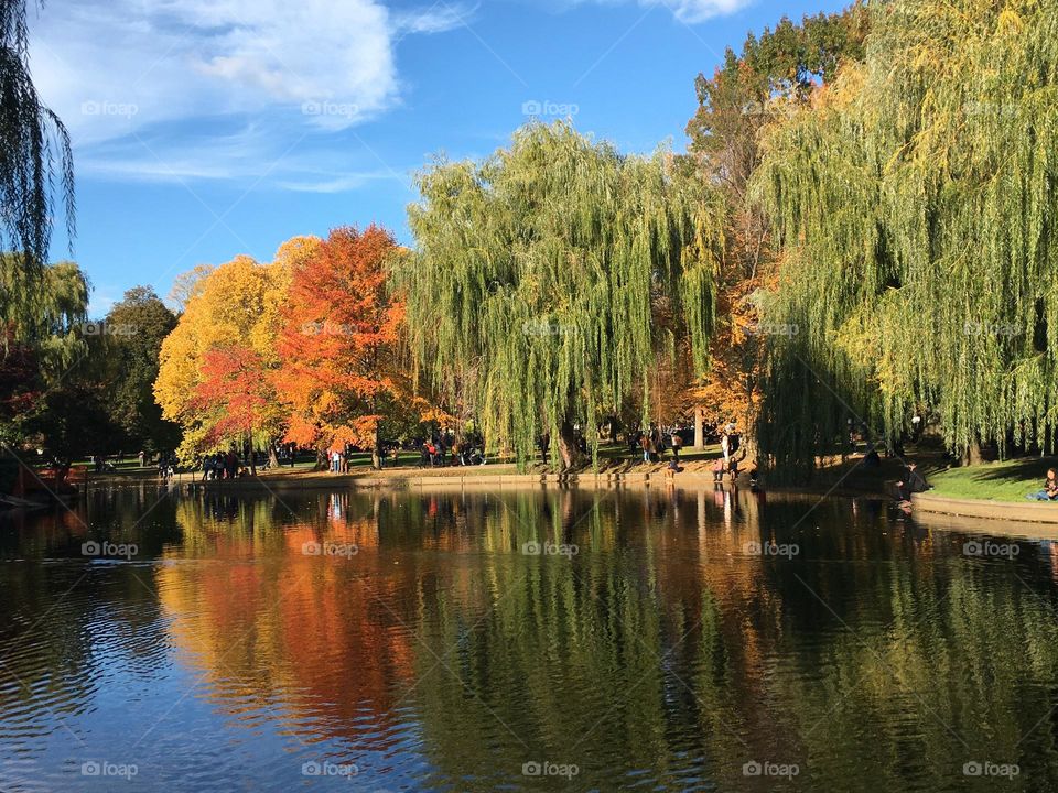 The scene captures the serene beauty of the Boston Public Gardens in autumn, where the trees display a vibrant palette of seasonal colors. Shades of golden yellow and burnt orange dominate the scene and are reflected in the still waters of the pond.