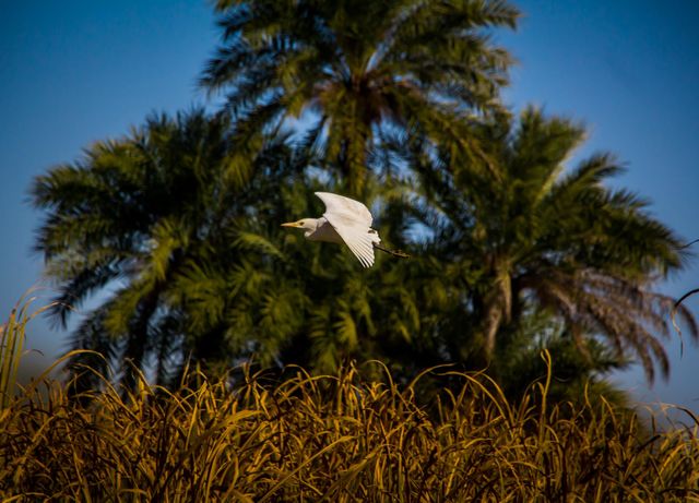 white Bird fly