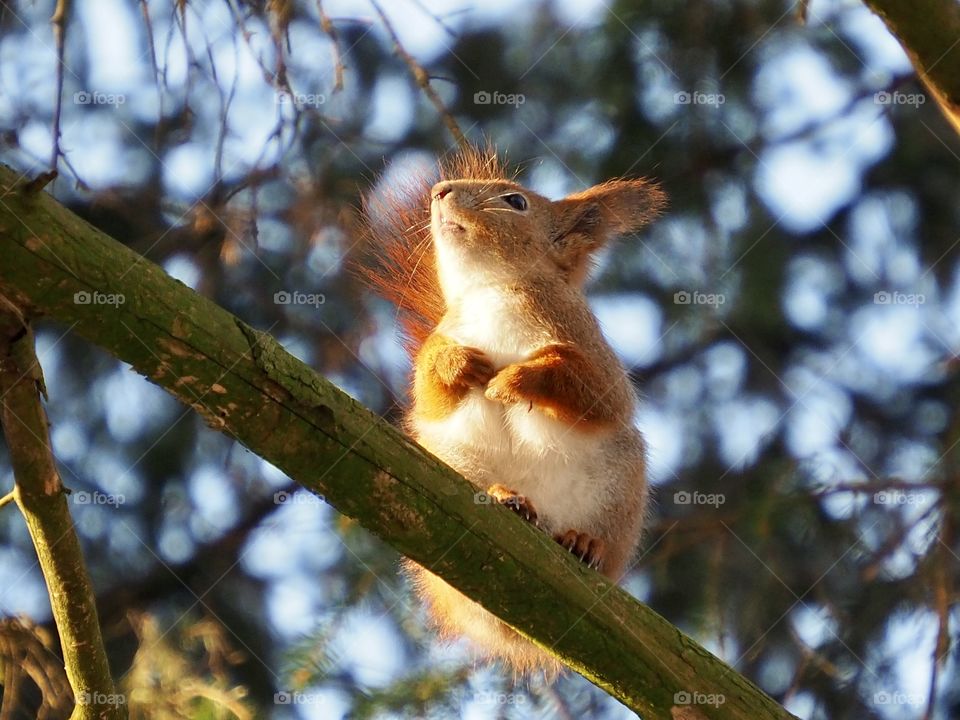 Squirrel