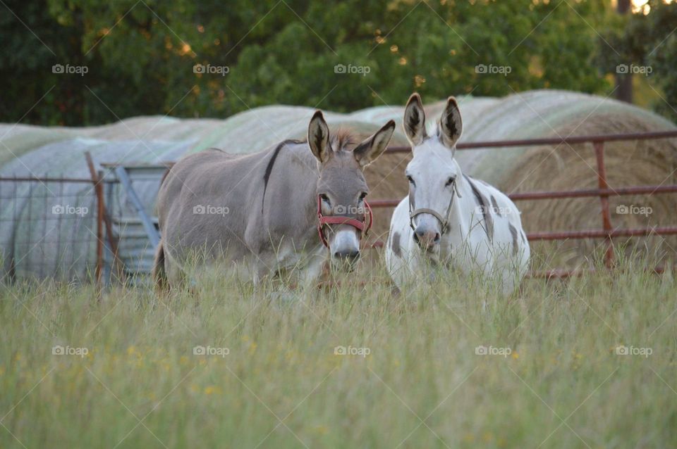 Two donkeys standing on the grassy field