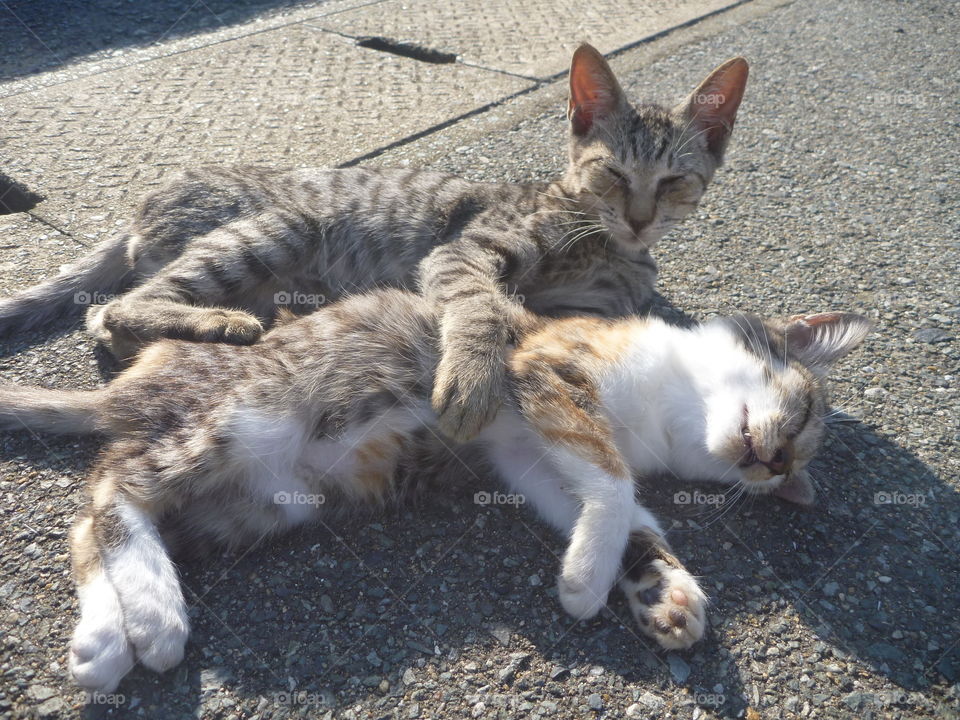 Two young cats cuddling.