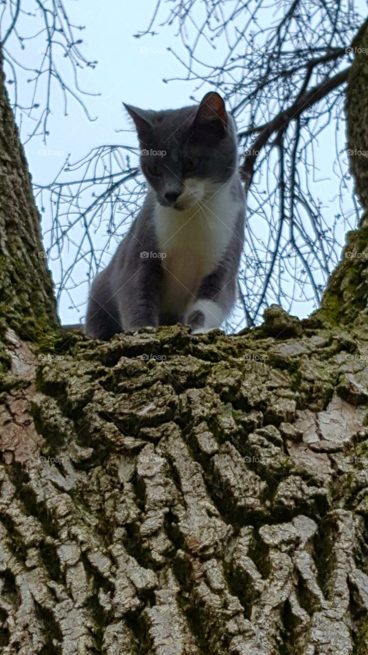 cat in tree.