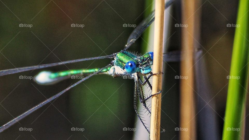 Caballito del Diablo