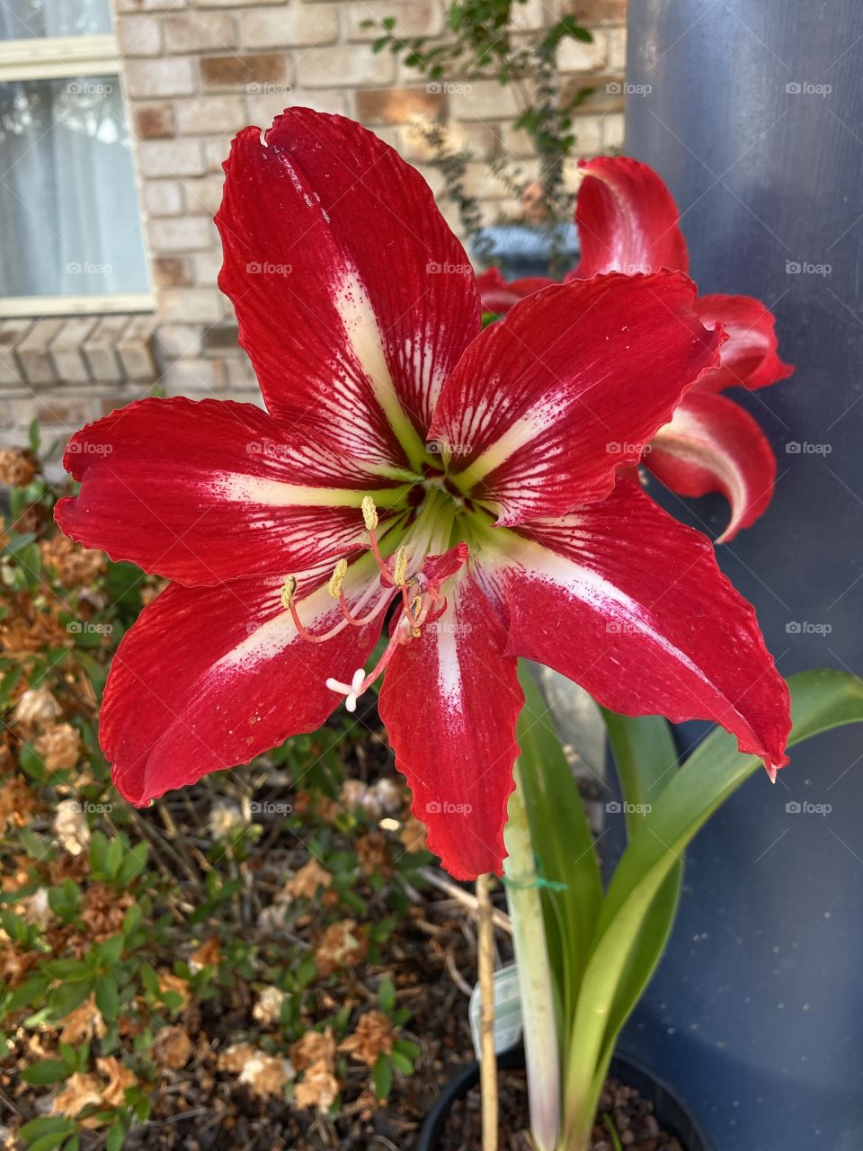 Blossoming vibrant red lilly, November is here.