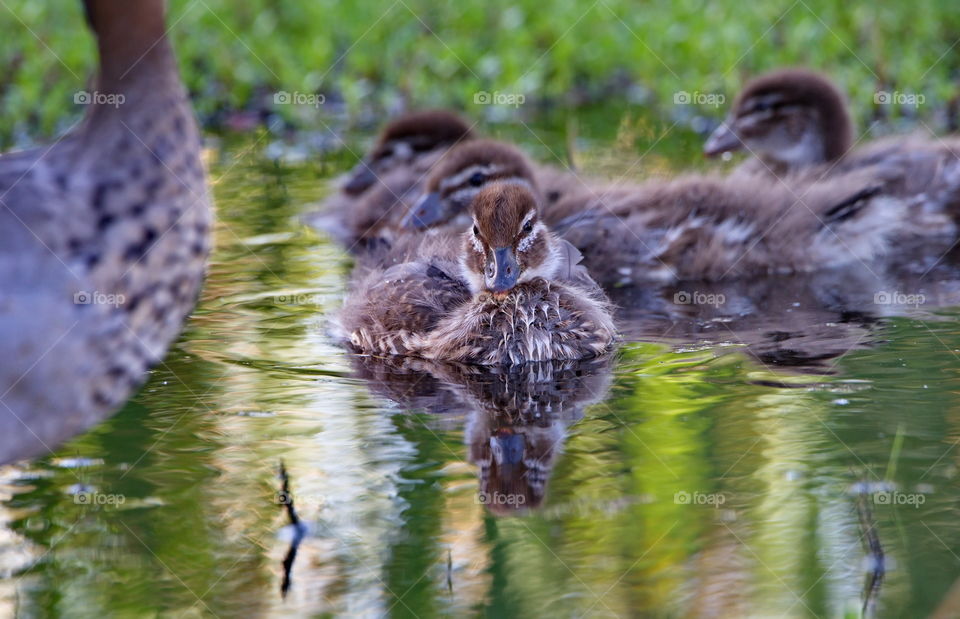 Australian Wood Duck with ducklings