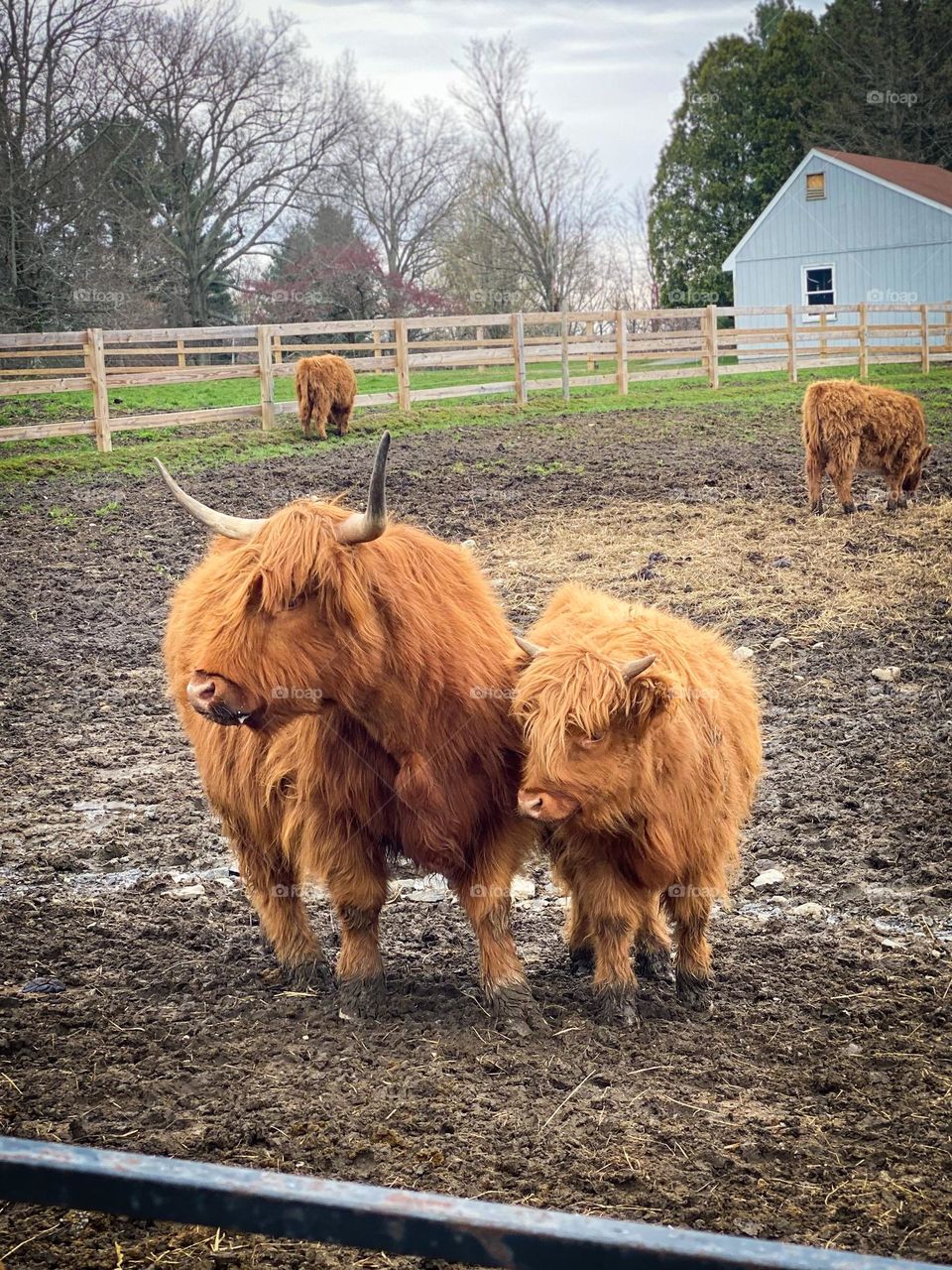 Orange highland cows with horns, mother cow and calf, farm, farm animals, fluffy cows, agriculture