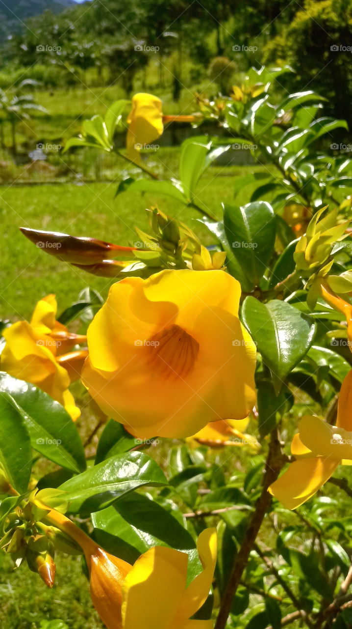 NATURE, FLOWER, GARDEN, PLANT