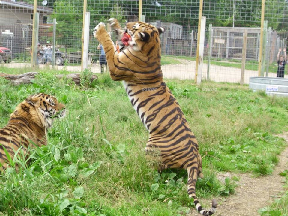 Tiger feeding