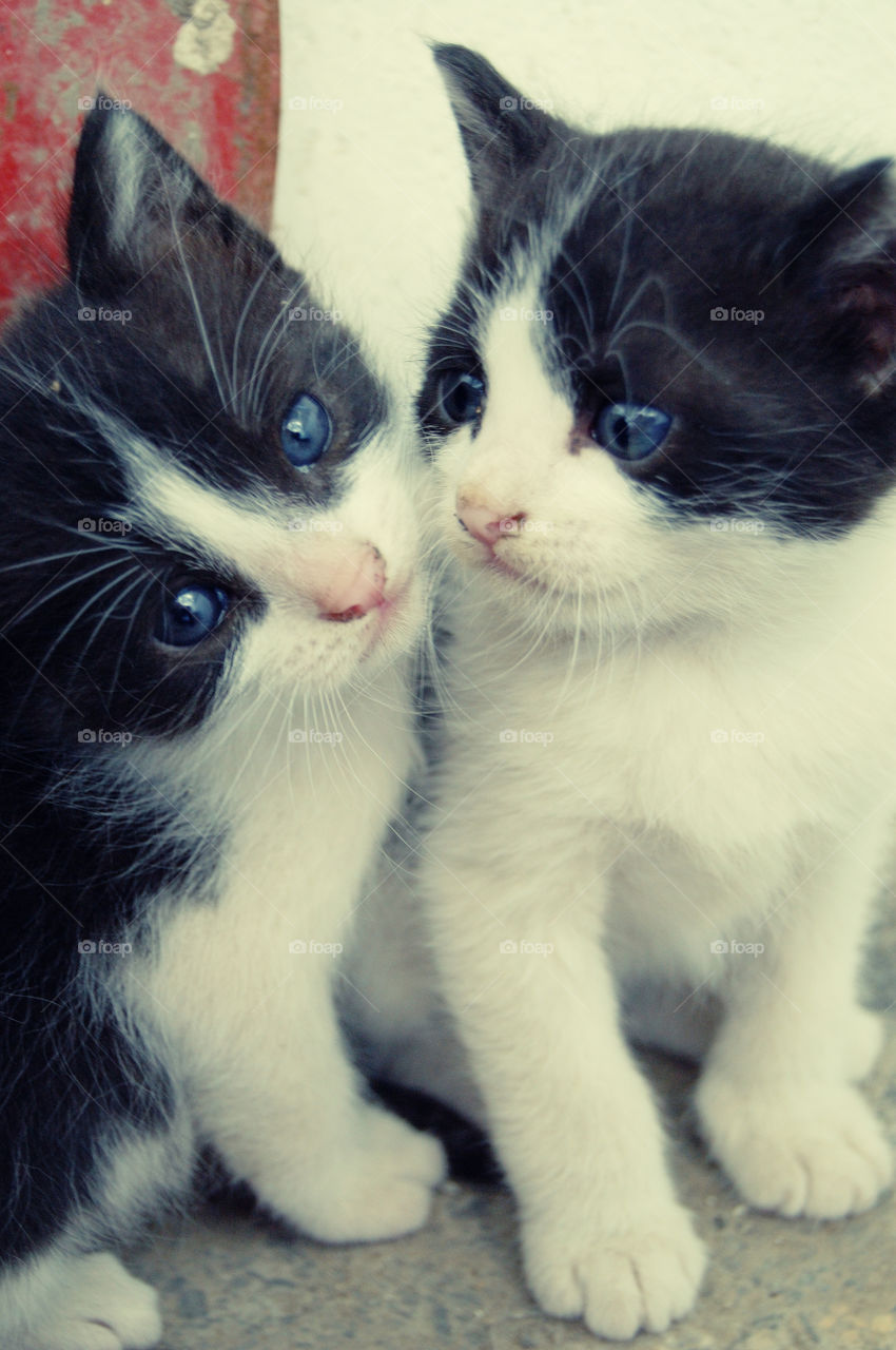 two kittens