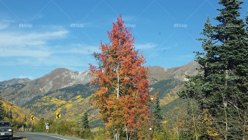 Fall, Nature, Wood, No Person, Tree