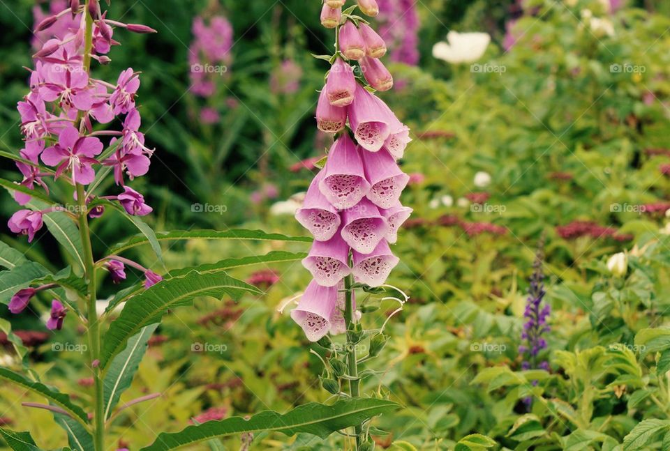 Pink flowers blooming at outdoors