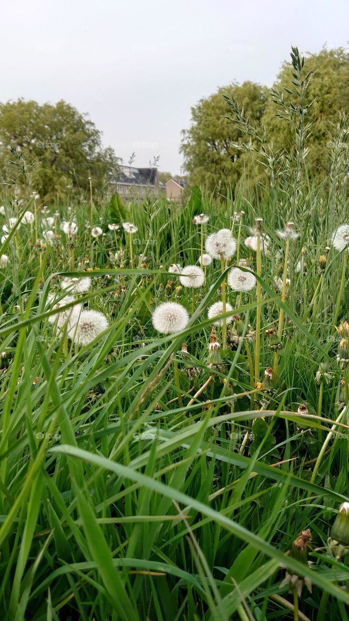 Dandelion field