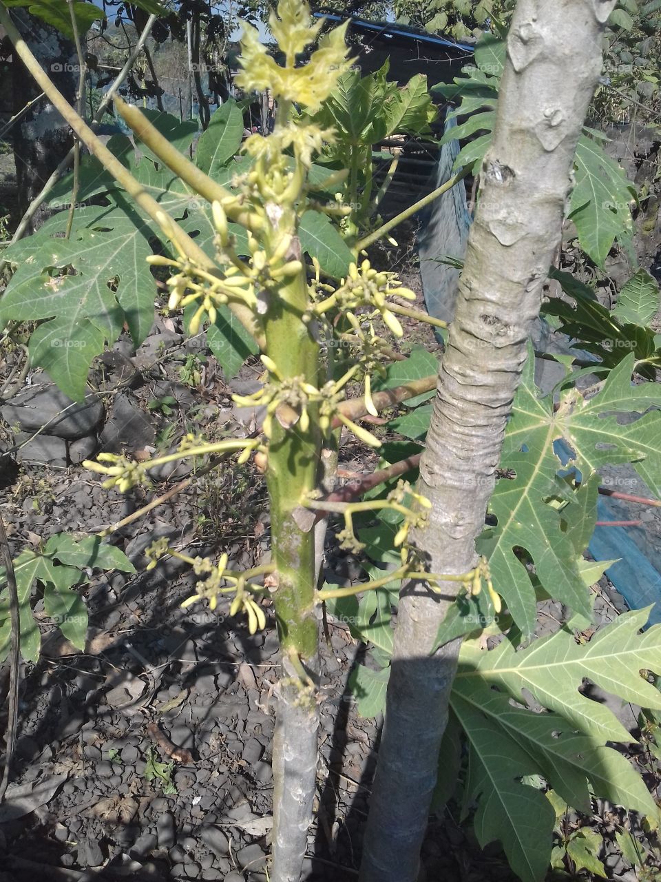flowering papaya