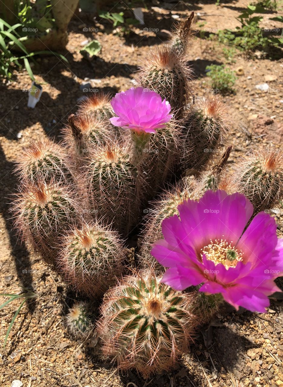 Cactus blooms 
