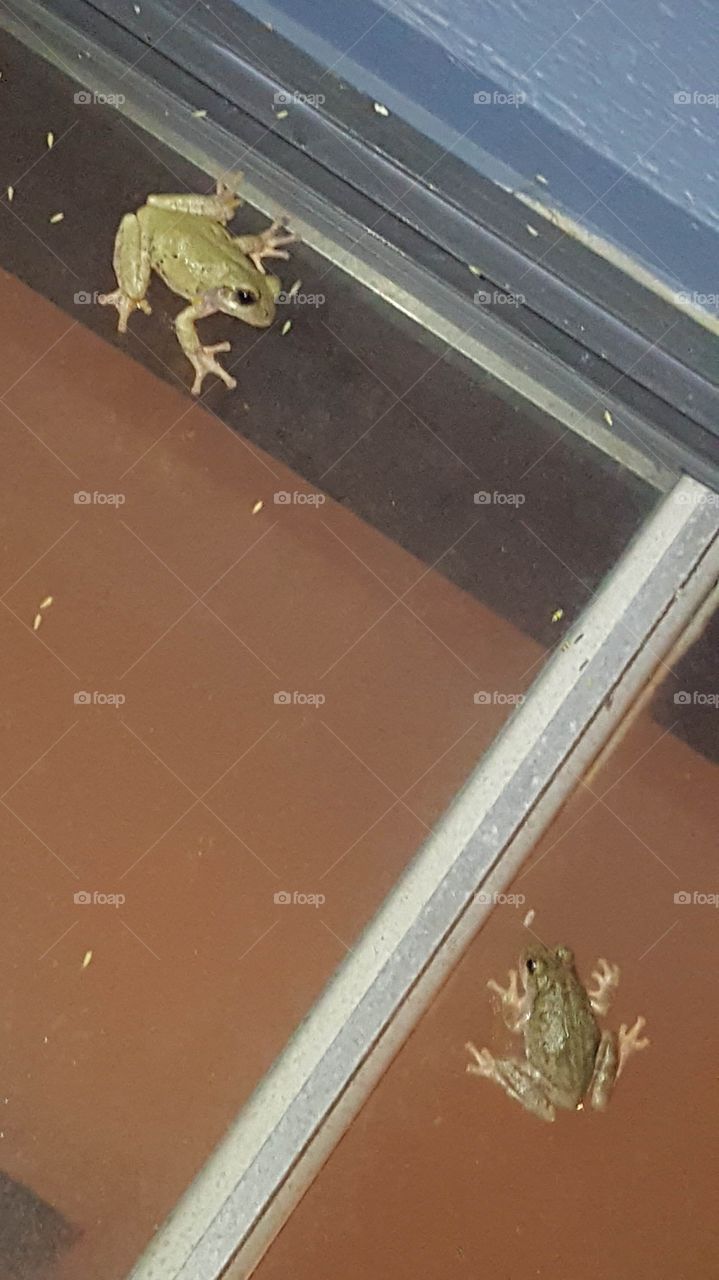 frogs on the window at night