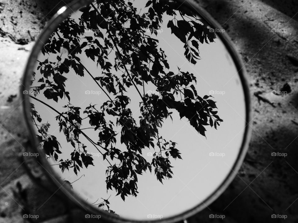 black-and-white reflection of tree branches in the mirror