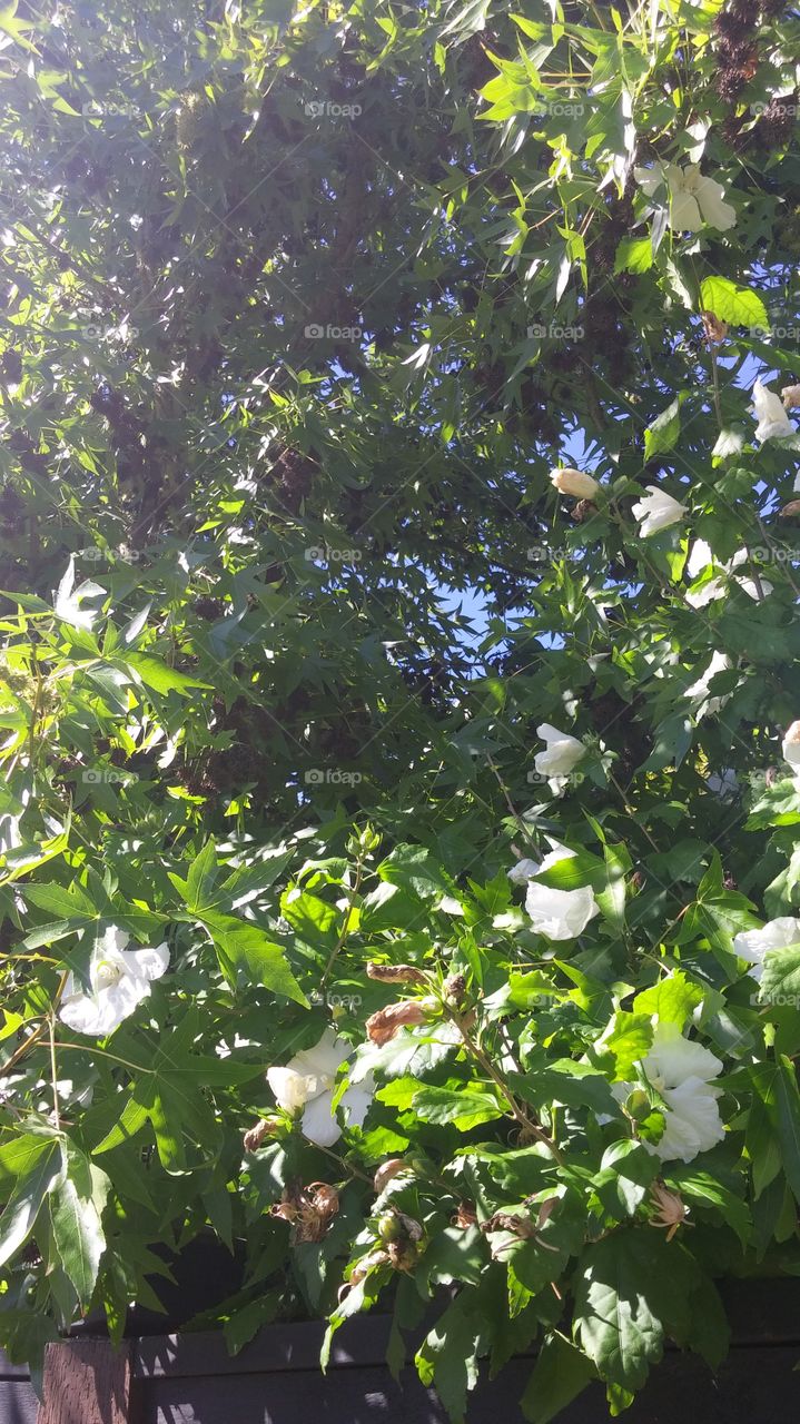 trees blooming with white flowers