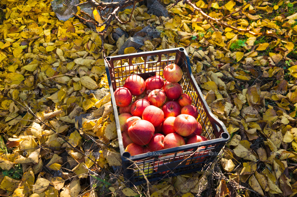 Harvest ripe juicy and tasty apples. Harvested juicy apples from fertile trees.
