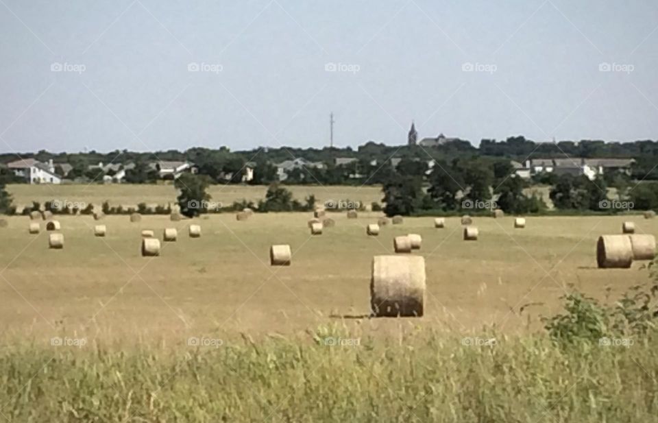 Hay Field 