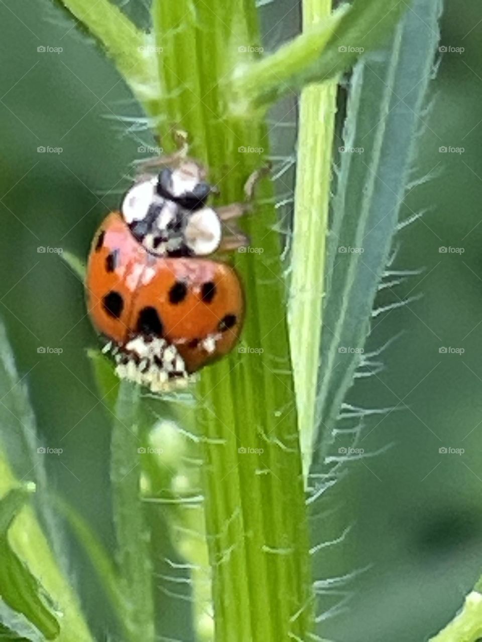 Ladybugs 