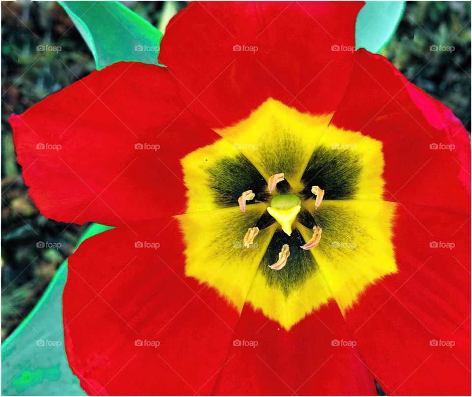 Red Tulip