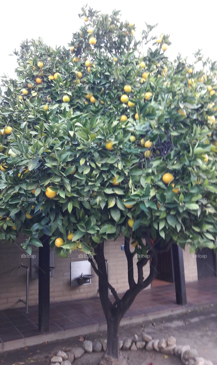 Lemons in a tree