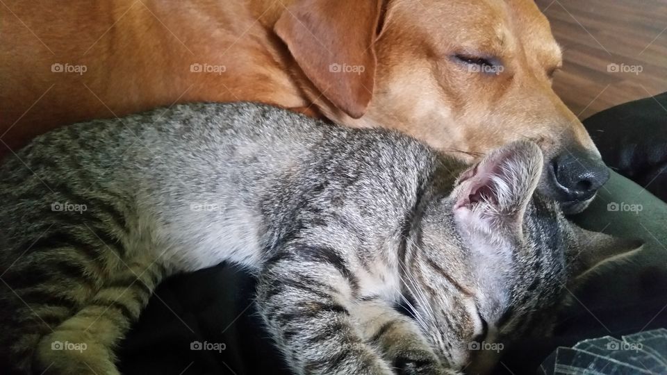 Cuddling Animals. They may not have liked eachother at first, but now look at them!