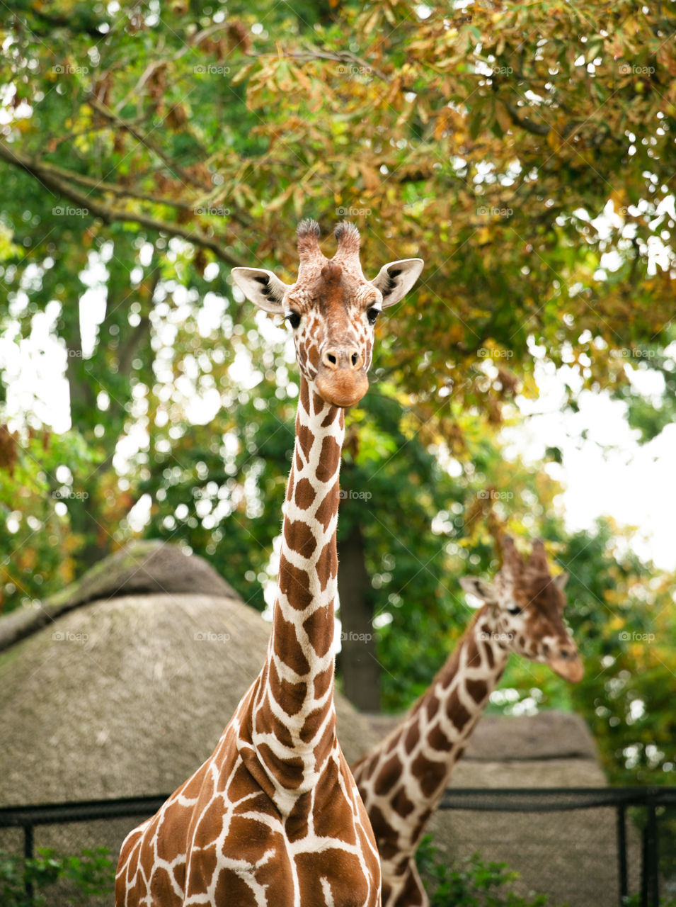 Close-up of giraffe in zoo