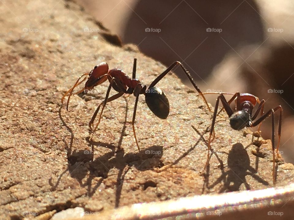 Two Australian biting ants and their shadows