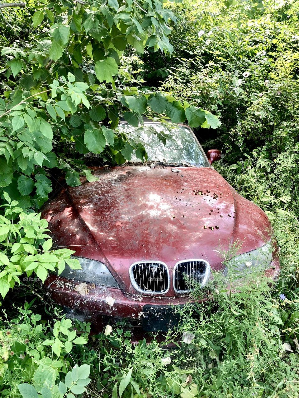 Old red car among trees