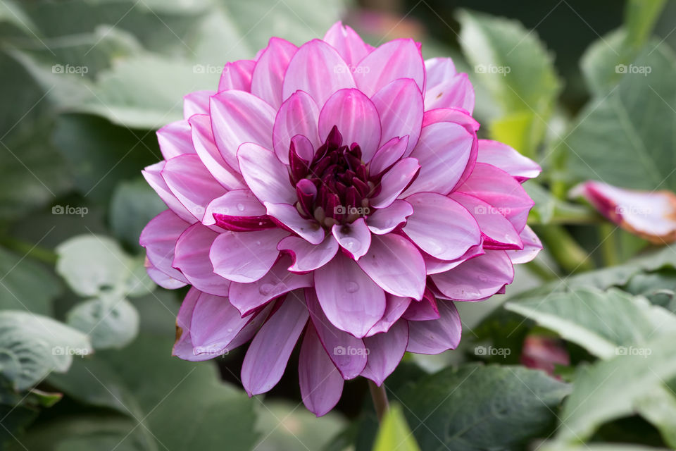 Beautiful blooming purple pink Dahlias flower. Vacker blommande lila rosa Dahlia blomma 