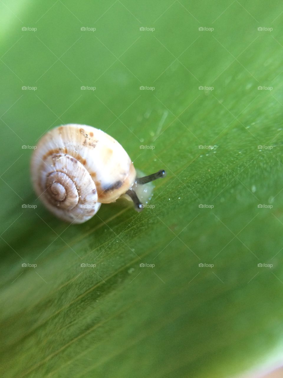 Snail, Gastropod, Shellfish, Slow, Slimy