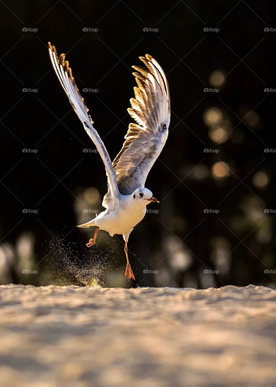 Run and fly