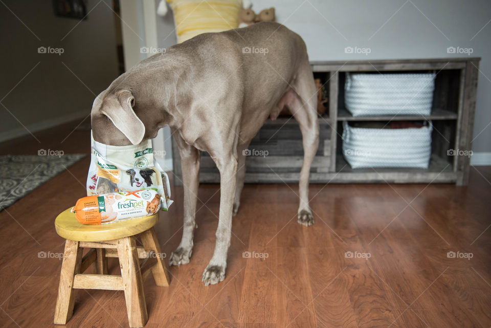 Weimaraner dog eating out of a bag of dog food indoors