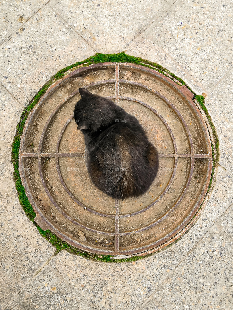 black street cat sits in the middle of the sewer, on a cold winter day and warms up