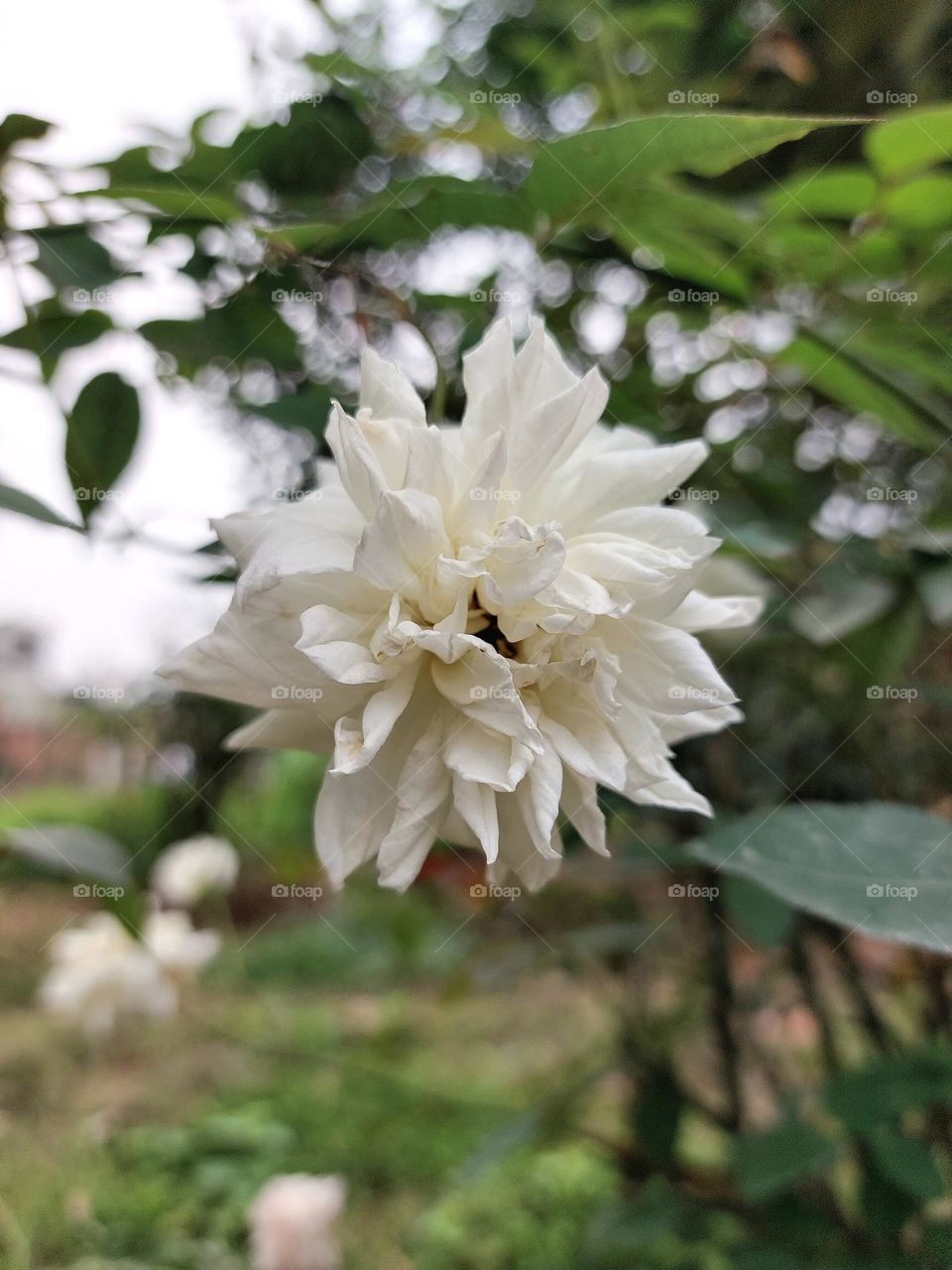 White rose with hundreds of petals