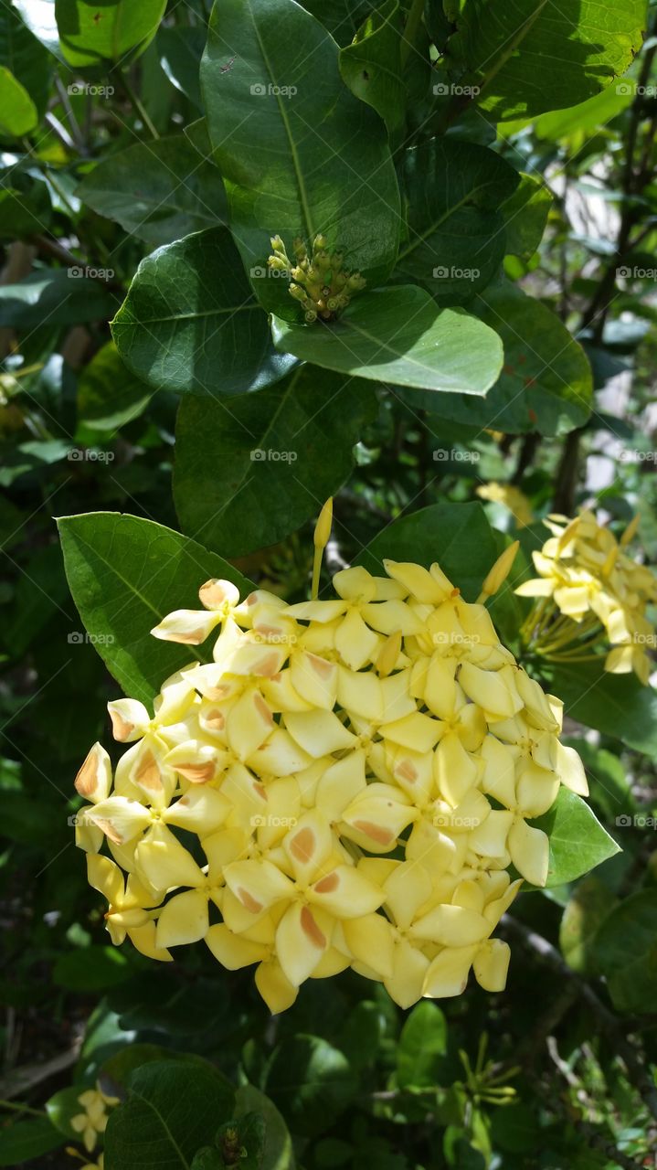 yellow Ixora plant!